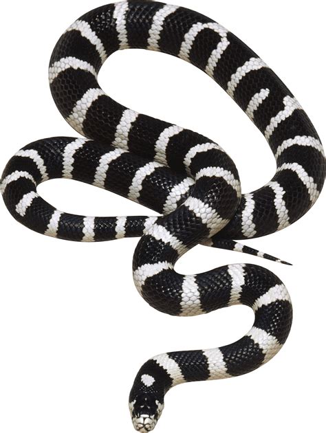 snake png black and white.